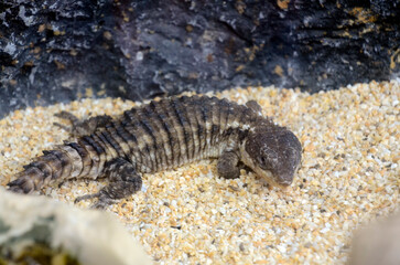 ヒナタヨロイトカゲ