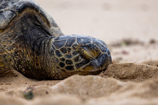 Closeup of Hawaiian Green Sea Turtle sleeping on the beach