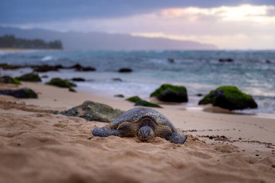 Endangered Green Sea Turtle resting and sleeping on the beach of Hawaii