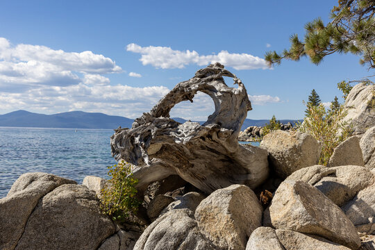Large root and rocks on the beach forming a unique scenery and view over Lake Tahoe. 