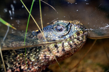 チュウゴクワニトカゲ