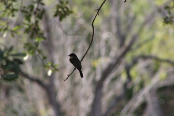 bird on a branch