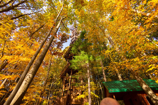 Yellow-golden foliage during autumn at the Holden Arboretum in Cleveland, Ohio. In the background is the big overlook tower. 
