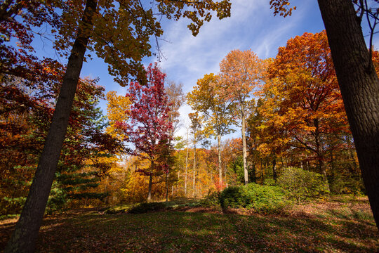 Autumn trees in the park with red, orange, yellow and green shades. 