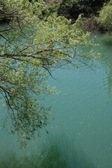 tree in the water
