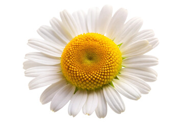 daisy isolated on white background