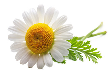 Naklejka premium daisy isolated on white background