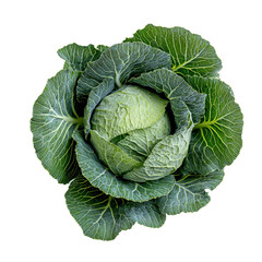 Fototapeta premium Fresh pointed cabbage arranged on a clean transparent background showcasing its vibrant green leaves and compact head, pointed cabbage on transparent background