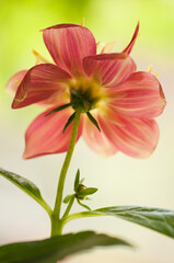 Red Dahlia Flower and a Bud Reaching Out