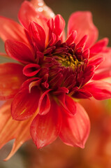 Red Dahlia Flower Close-up