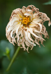 White Fading Dahlia Flower