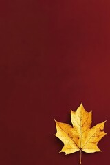 Fototapeta premium A single yellow maple leaf on a deep red background.