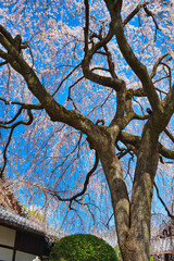 Fototapeta premium 京都 青空に映える本満寺の枝垂れ桜（枝垂桜）（日本京都府京都市） Kyoto - Weeping cherry blossoms (shidazakura) at Honmanji Temple against the blue sky (Kyoto City, Kyoto Prefecture, Japan)