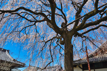 京都　青空に映える本満寺の枝垂れ桜（枝垂桜）（日本京都府京都市） Kyoto - Weeping cherry blossoms (shidazakura) at Honmanji Temple against the blue sky (Kyoto City, Kyoto Prefecture, Japan)