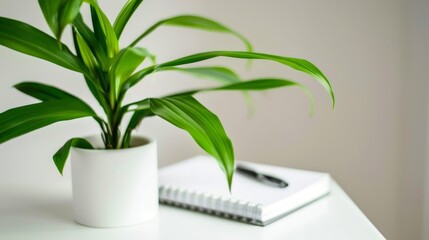Healthy green plant on white table with small notebook and pen, symbolizing health advice and wellness tips, clean and focused image with copy space for text.