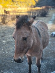 December 2024, Yading national nature reserve, Sichuan, China : Beautiful nature and landscapes such as Snow mountains and meadows. This is top-rated tourist attractions in Sichuan, China
