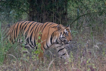 tiger in the jungle