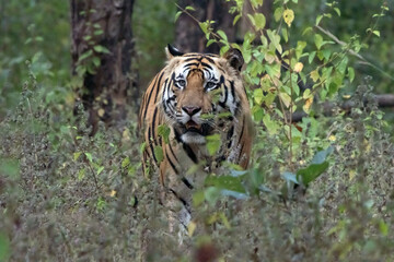 tiger in the jungle