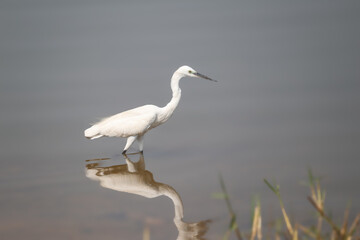 great blue heron ardea cinerea