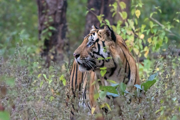 tiger in the jungle