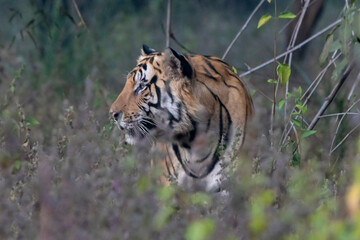 tiger in the jungle