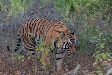 tiger in the jungle