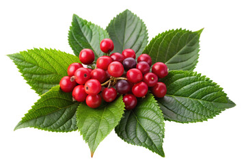 red currant isolated on white background