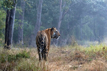 tiger in the jungle