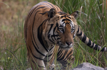 bengal tiger in the wild