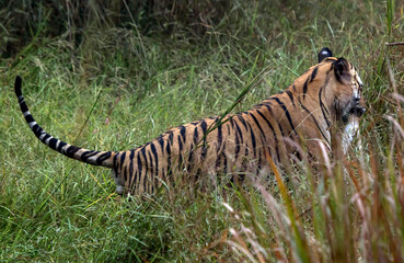 bengal tiger in the wild with a deer kill