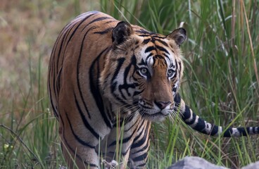 tiger in the grass