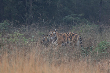 zebra in the wild