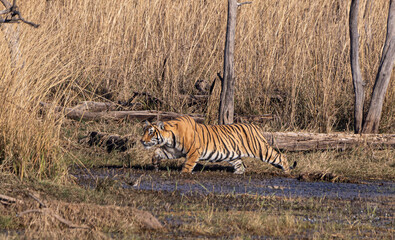 tiger in the wild