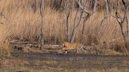 Tiger on the flood plain