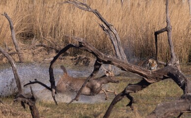 Sambar deer escaping tiger