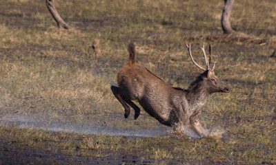 Sambar deer escaping tiger