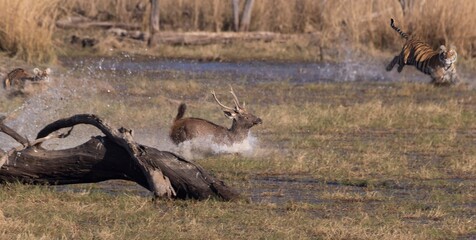 Sambar deer escaping tiger