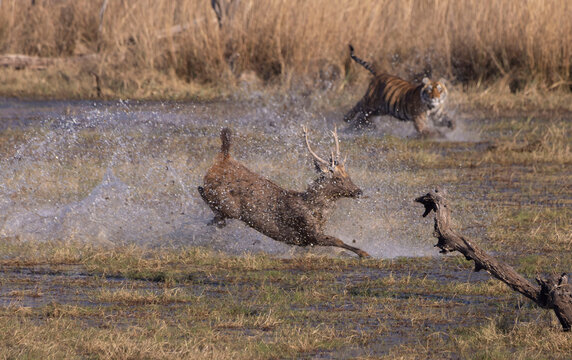 Sambar deer escaping tiger - Powered by Adobe
