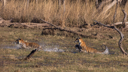 Tigers playing on the flood plain
