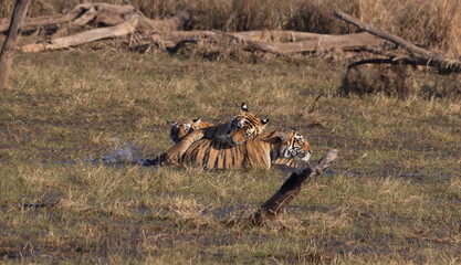Tigers playing on the flood plain