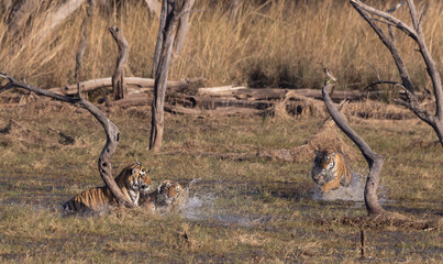 Tigers play in the water