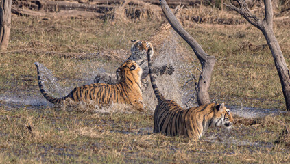 Tigers play in the water