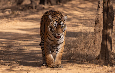 tiger in the wild