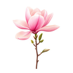 Fototapeta premium A delicate pink magnolia flower against a black background. transparent background