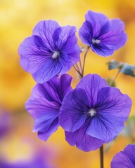 A close-up of vibrant purple flowers against a blurred background.