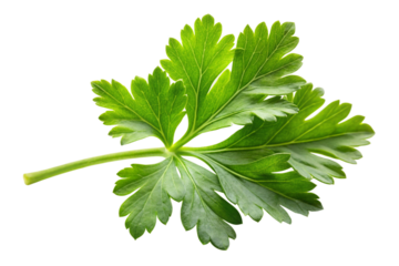 parsley isolated on white background