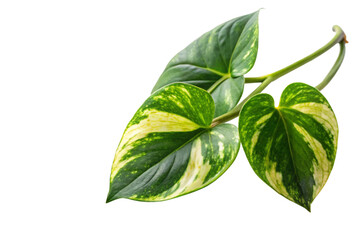 green leaves isolated on white background