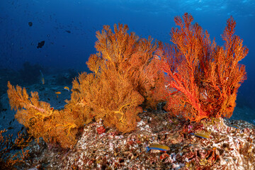 Real coral reef seafan underwater photography marine biology ecosytem with colorful sea fish swim...
