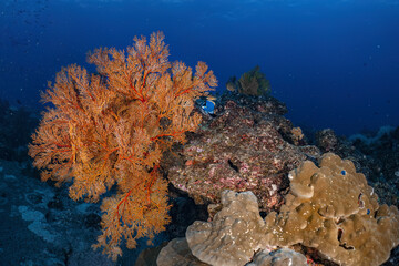 Real coral reef seafan underwater photography marine biology ecosytem with colorful sea fish swim around in deep dive blue water landscape background in concept of global environment impact