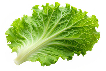 fresh lettuce isolated on white background